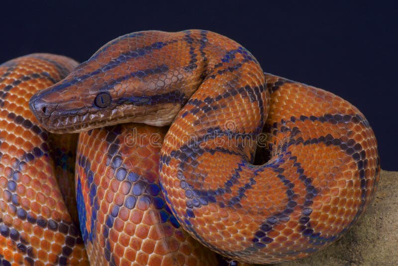 The rainbow boa is one of the most spectacular boa species in the world. These brightly colored snakes are mostly terrestrial and found in northern Brazil. The rainbow boa is one of the most spectacular boa species in the world. These brightly colored snakes are mostly terrestrial and found in northern Brazil.