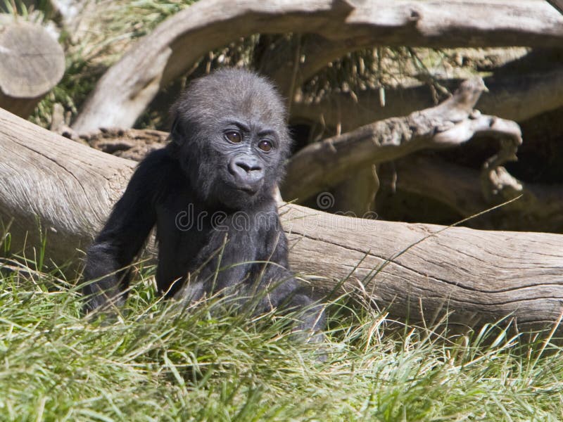 A baby gorilla sitting in the grass in front of a fallen tree. A baby gorilla sitting in the grass in front of a fallen tree