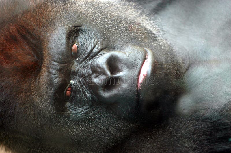 Close up of a gorilla face. Close up of a gorilla face