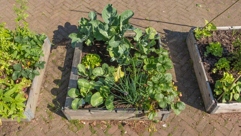 A community garden to cultivate vegetables and fruits near flats in the city. A community garden to cultivate vegetables and fruits near flats in the city