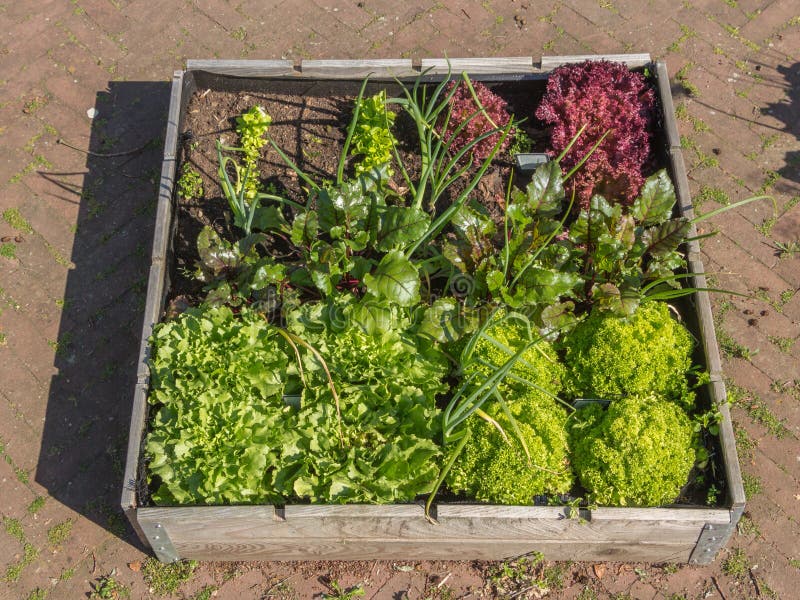 A community garden to cultivate vegetables and fruits near flats in the city. A community garden to cultivate vegetables and fruits near flats in the city