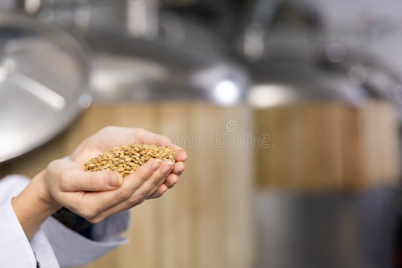 Closeup of handful of malted barley grain in hands of female brewmaster. Concept of natural raw materials for production of beer. Closeup of handful of malted barley grain in hands of female brewmaster. Concept of natural raw materials for production of beer