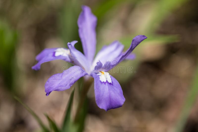 Горы Теннесси Wildflower бородатой радужки закоптелые стоковое изображение rf Горы Теннесси Wildflower бородатой радужки закоптелые стоковое изображение rf