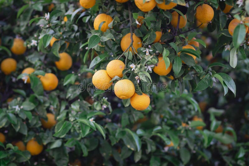 Bitter orange tree laden with fruits and flowers, against a blurred background. Bitter orange tree laden with fruits and flowers, against a blurred background