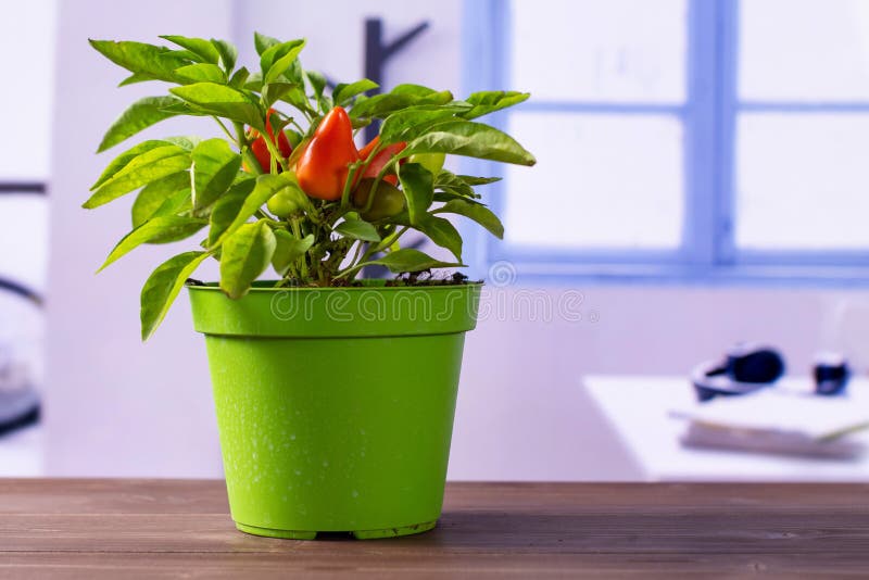 Горячий красный оранжевый перец chili с голубым окном стоковое изображение Горячий красный оранжевый перец chili с голубым окном стоковое изображение
