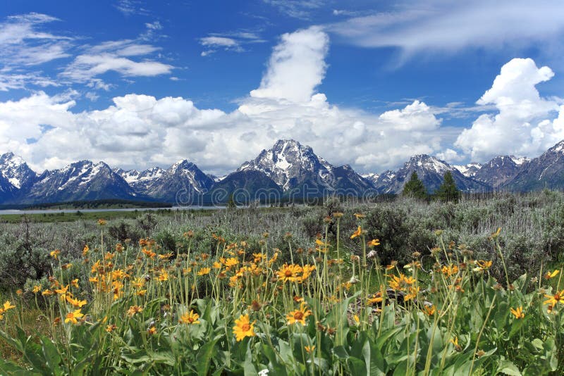 Teton mountain range scene with yellow wildflowers in front.Grand Teton National Park.Wyoming.USA. Teton mountain range scene with yellow wildflowers in front.Grand Teton National Park.Wyoming.USA