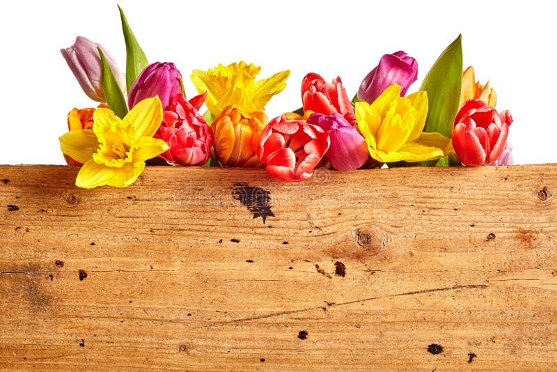 Border of vivid brightly colored spring flowers with daffodils and tulips arranged in a row on white above a rustic wooden panel with copy space. Border of vivid brightly colored spring flowers with daffodils and tulips arranged in a row on white above a rustic wooden panel with copy space