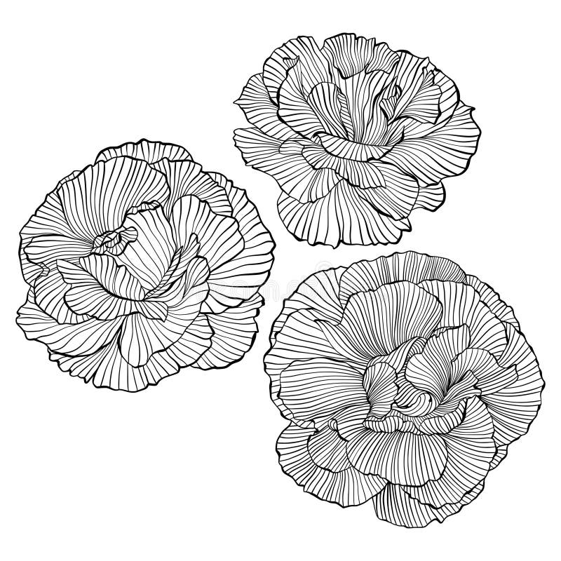 Графический рисунок Волнистый цветок Peony Вектор Изолированная линия Искусство Ручная Рисование Peony Цветочный Логотип Intricate иллюстрация штока