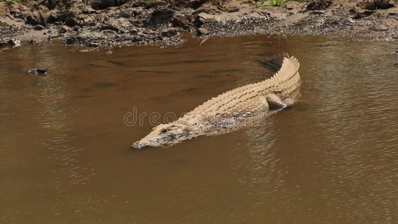 Греться крокодила Нила