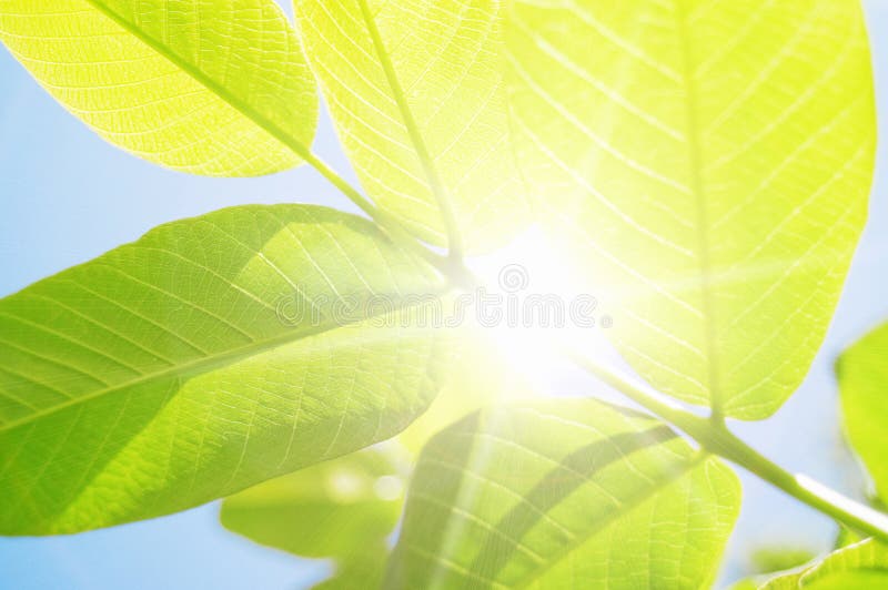 Young walnut tree and sun. Young walnut tree and sun