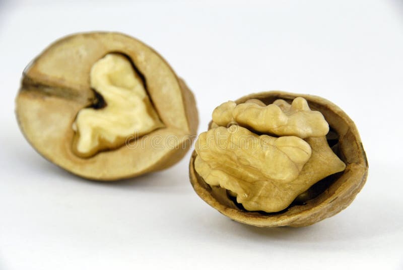 Open walnut in shell on white background. Open walnut in shell on white background