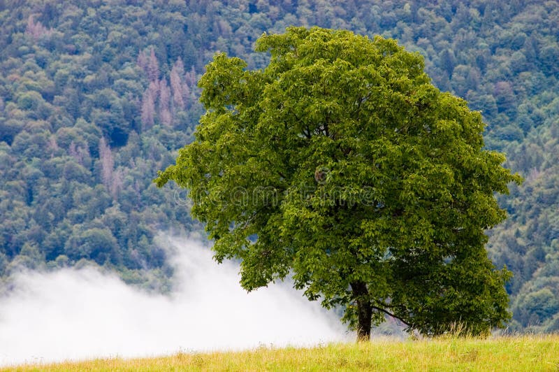 walnut-tree in mountain , brembana valley, lombardia, italia. walnut-tree in mountain , brembana valley, lombardia, italia