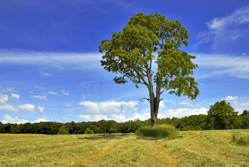 Large walnut tree in field against sky. Large walnut tree in field against sky