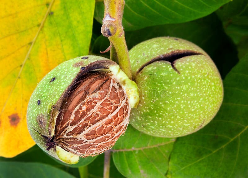 Walnut nut closeup on tree with leaf. Walnut nut closeup on tree with leaf