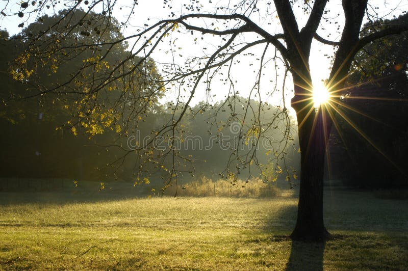 The sun is bursting through the Walnut Tree in rural Tennessee. The sun is bursting through the Walnut Tree in rural Tennessee