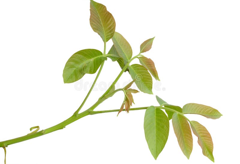 Branch of a walnut, blossoming out leaves. Branch of a walnut, blossoming out leaves