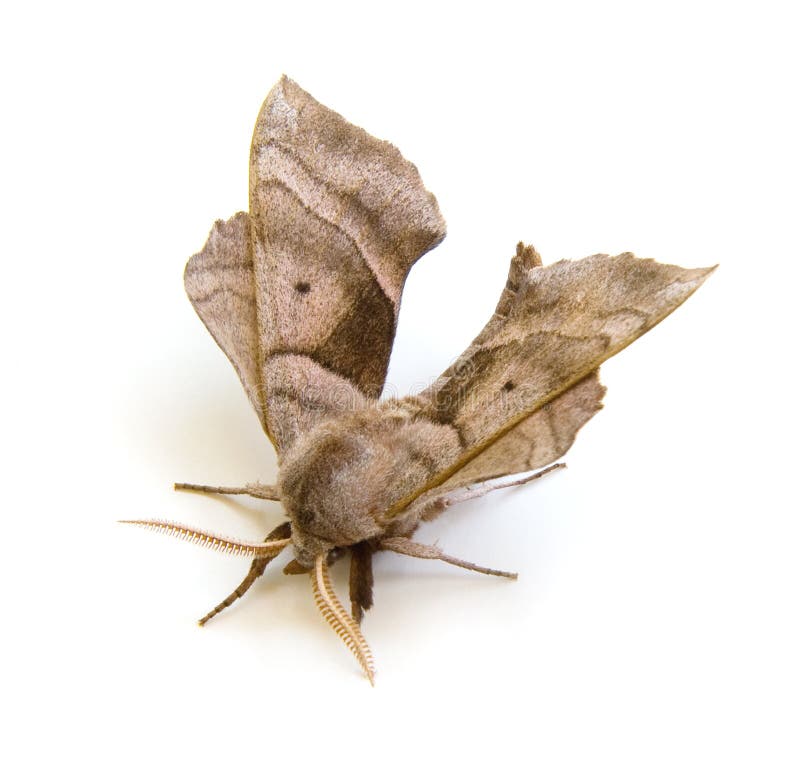 Walnut Sphinx Moth (Amorpha juglandis) isolated on white. Walnut Sphinx Moth (Amorpha juglandis) isolated on white.