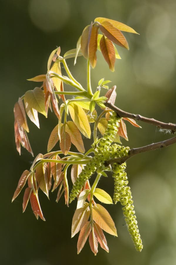 Walnut ress with fresh growth and blossom. Walnut ress with fresh growth and blossom