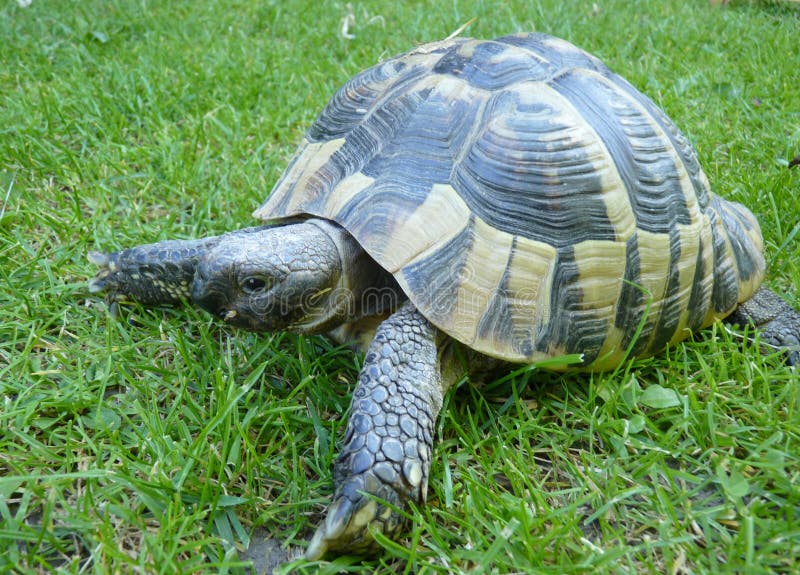 Греческая черепаха черепахи на предпосылке травы