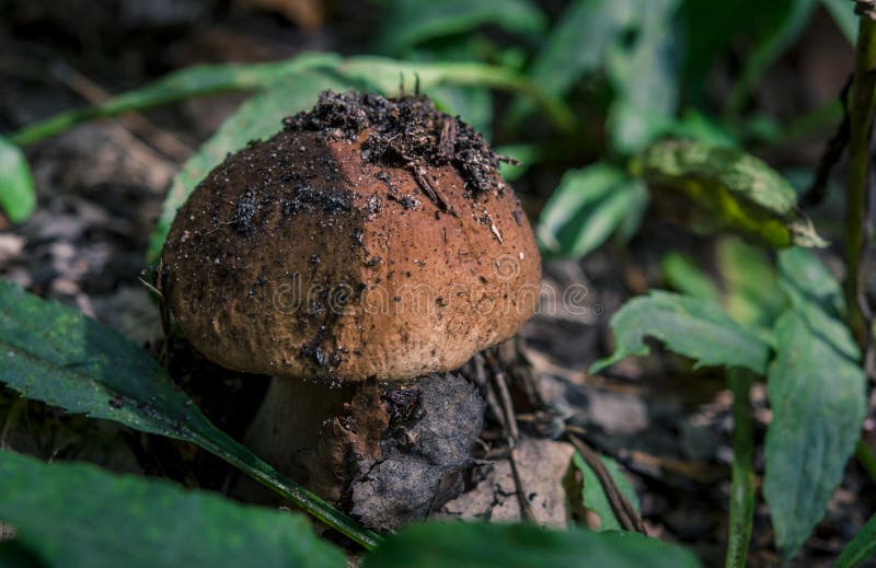 Гриб подосиновика edulis съестной в лесе стоковые изображения Гриб подосиновика edulis съестной в лесе стоковые изображения
