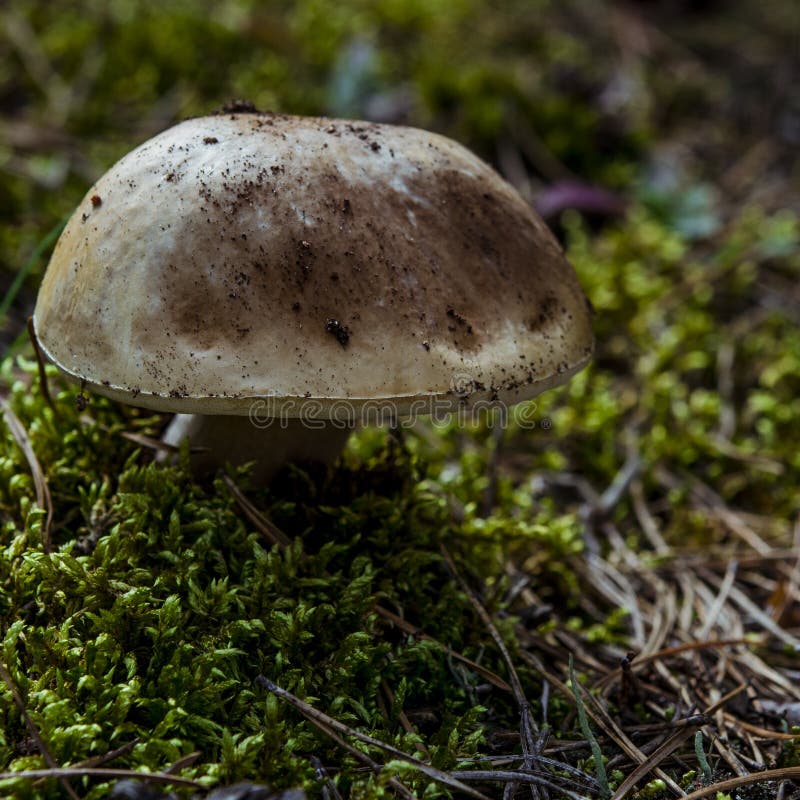 Гриб подосиновика edulis съестной в лесе стоковая фотография Гриб подосиновика edulis съестной в лесе стоковая фотография