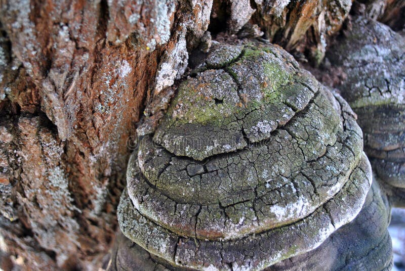 Грибок трута fomentarius Fomes, ложный грибок трута, грибок копыта, conk трута, polypore трута, расти грибка человека льда стоковое изображение Грибок трута fomentarius Fomes, ложный грибок трута, грибок копыта, conk трута, polypore трута, расти грибка человека льда стоковое изображение