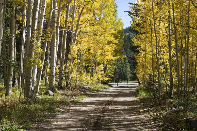 A narrow dirt road cuts through a grove of colorful aspens with autumn foliage in western Colorado. A narrow dirt road cuts through a grove of colorful aspens with autumn foliage in western Colorado