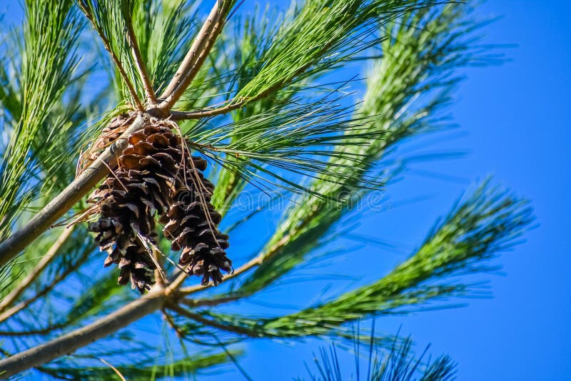 Группа pinecones в вечнозеленом дереве стоковое фото