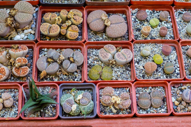 Группа в составе lithops в баке, заводе пустыни стоковое фото Группа в составе lithops в баке, заводе пустыни стоковое фото
