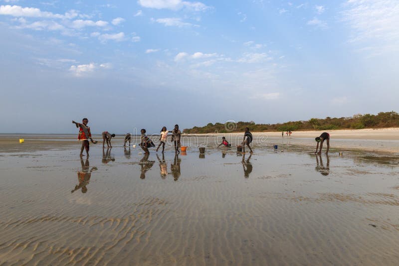 Orango Island, Guinea-Bissau - February 2, 2018: Group of children collecting cockles and playing at the beach in the island of Orango at sunset. Orango Island, Guinea-Bissau - February 2, 2018: Group of children collecting cockles and playing at the beach in the island of Orango at sunset.