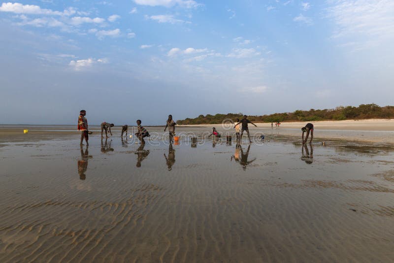 Orango Island, Guinea-Bissau - February 2, 2018: Group of children collecting cockles in the beach at the island of Orango at sunset. Orango Island, Guinea-Bissau - February 2, 2018: Group of children collecting cockles in the beach at the island of Orango at sunset.