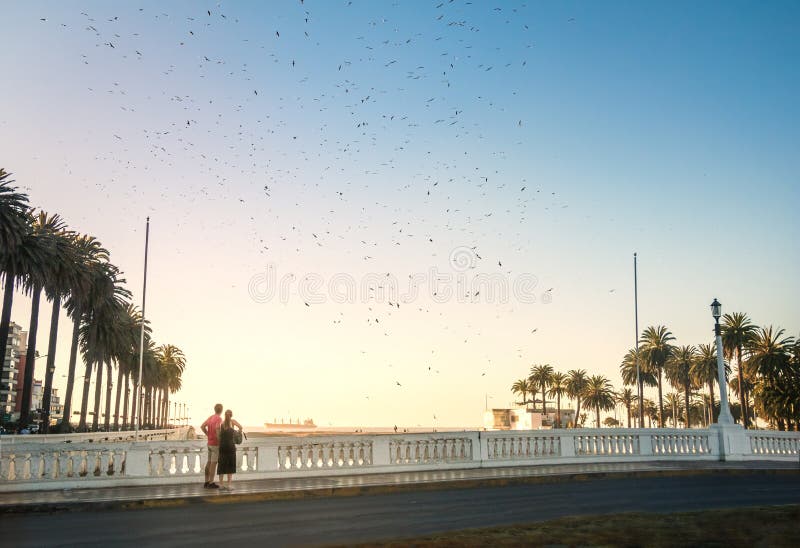 Группа в составе птицы летая над рекой на заходе солнца - Vina Del Mar Estero, Чили стоковые изображения