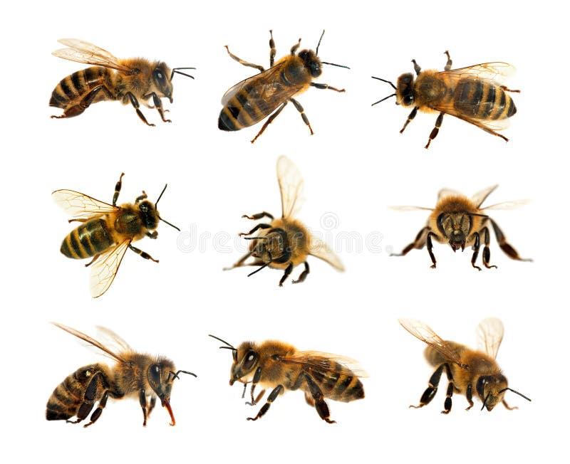 Группа в составе пчела или пчела в латинских пчелах меда Apis Mellifera, европейского или западных изолированных на белой предпос стоковое фото rf