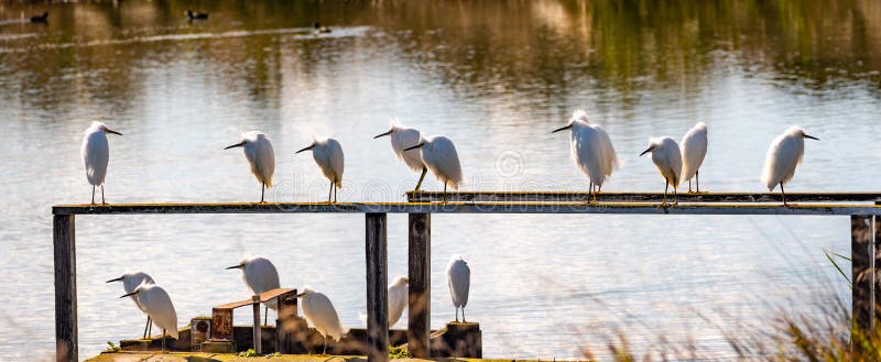 Группа в составе снежные egrets roosting на деревянных уступах болота южной области San Francisco Bay, Калифорния стоковые фото Группа в составе снежные egrets roosting на деревянных уступах болота южной области San Francisco Bay, Калифорния стоковые фото