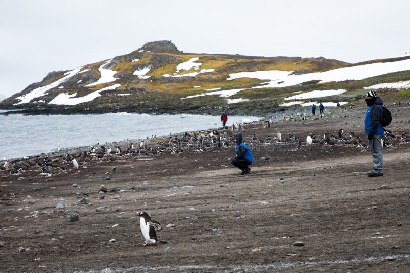 Группа в составе турист наблюдая живую природу между колонией размножения Pygoscelis Папуа пингвинов gentoo, Антарктики