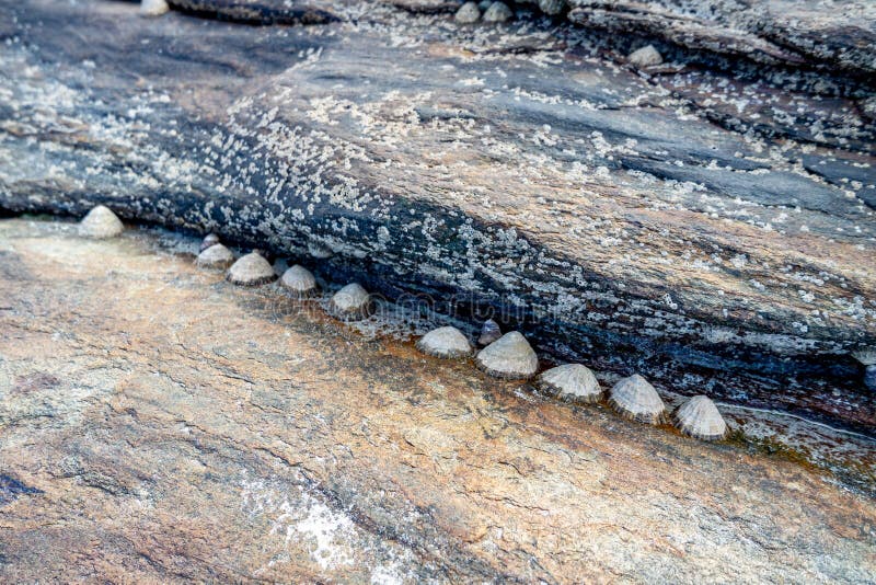 группа обыкновенных улиточных снарядов, цепляющихся за камни на пляже в Ирландии
