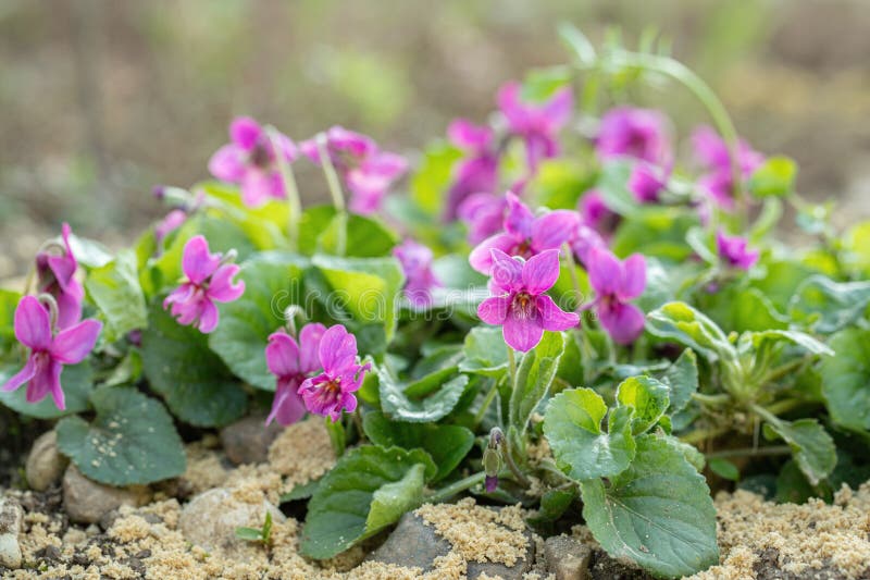 Группа розовый сад фиалки Viola odorata. стоковая фотография