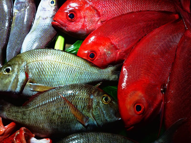 A group of mass marketable fish is called `coral fish` in South Asia or `imperial fish` for the purple color. Red bass Sebastes and Stumpnose Sparidae. A group of mass marketable fish is called `coral fish` in South Asia or `imperial fish` for the purple color. Red bass Sebastes and Stumpnose Sparidae