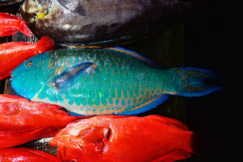 A group of mass marketable fish is called `coral fish` in South Asia or `imperial fish` for the purple color. Red bass Sebastes and parrot fish Scaridae. Laccadive Sea. A group of mass marketable fish is called `coral fish` in South Asia or `imperial fish` for the purple color. Red bass Sebastes and parrot fish Scaridae. Laccadive Sea