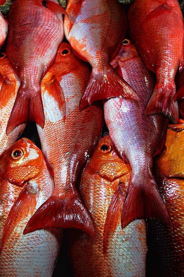 A group of mass marketable fish is called "coral fish" in South Asia or "imperial fish" for the purple color. Laccadive Sea. A group of mass marketable fish is called "coral fish" in South Asia or "imperial fish" for the purple color. Laccadive Sea