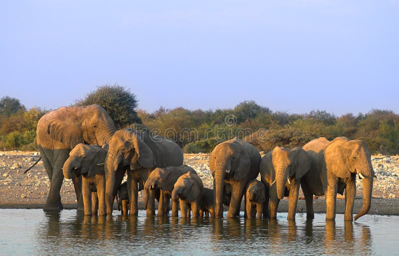 Group of elephants - the shot was taken in Etosha Park, Namibia. Group of elephants - the shot was taken in Etosha Park, Namibia.