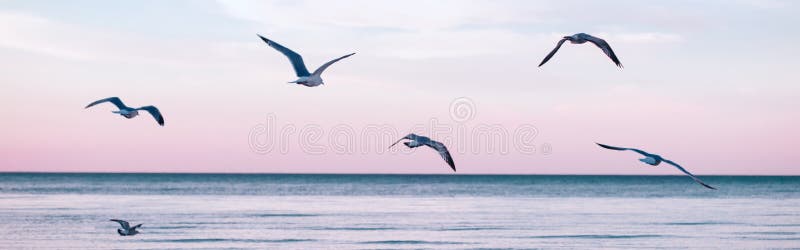 Группа стада морских птиц на морской озерной воде и летающих в небе на летнем закате стоковые изображения