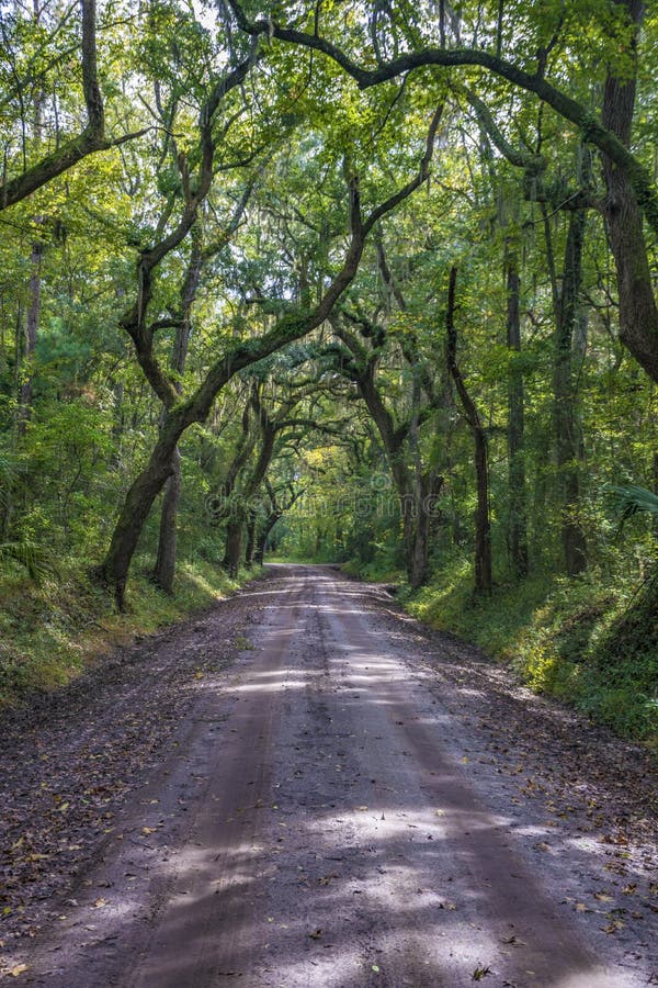 Грязная улица Lowcountry с дубами к плантации залива ботаники в острове Edisto стоковая фотография rf Грязная улица Lowcountry с дубами к плантации залива ботаники в острове Edisto стоковая фотография rf