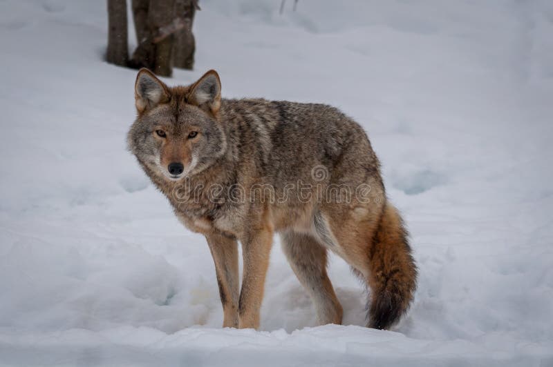 Coyote walking in the snow.1. Coyote walking in the snow.1