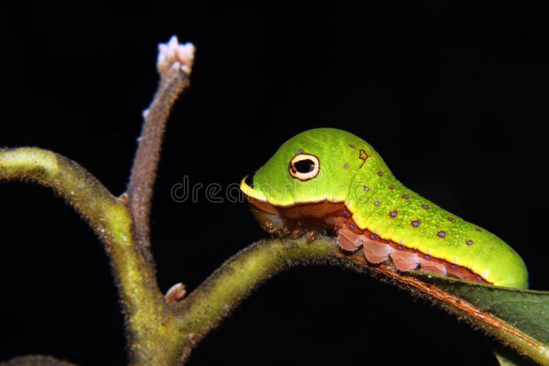Гусеница Spicebush Swallowtail стоковое изображение Гусеница Spicebush Swallowtail стоковое изображение