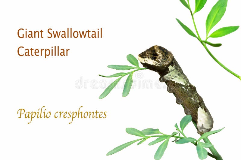 Гусеница Swallowtail гиганта изолированная на белизне бесплатная иллюстрация Гусеница Swallowtail гиганта изолированная на белизне бесплатная иллюстрация