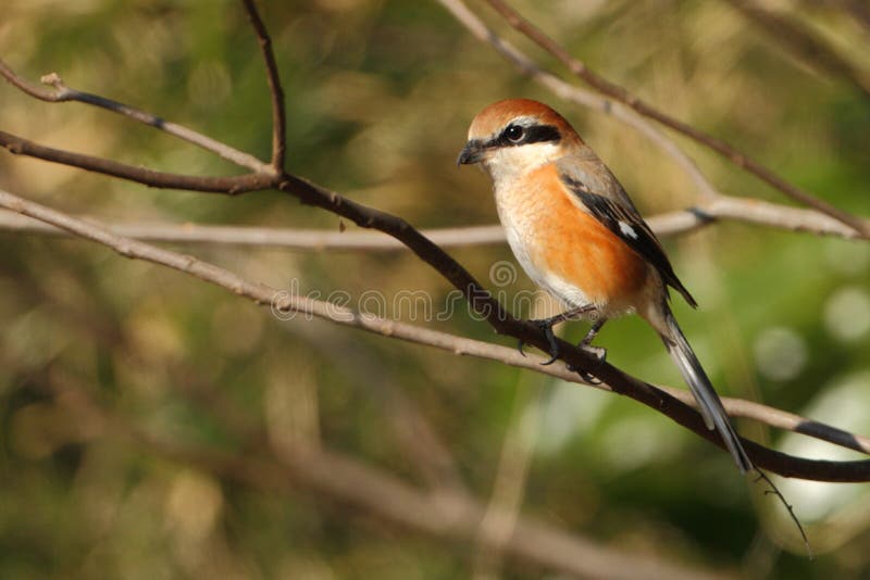 Длинн-замкнутое shrike стоковые фотографии rf Длинн-замкнутое shrike стоковые фотографии rf