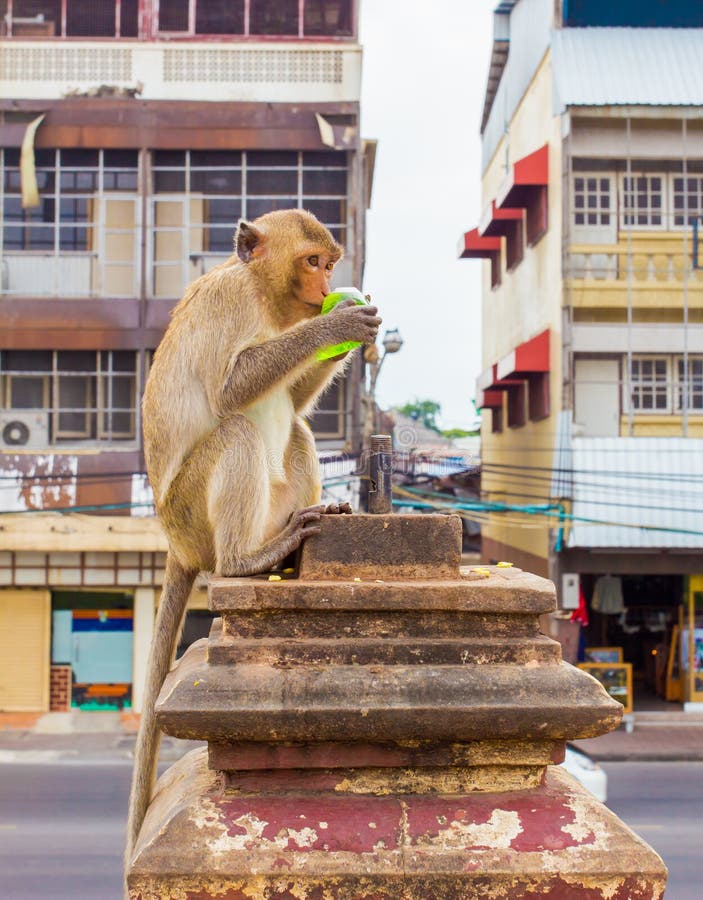 Длинные замкнутые обезьяны макаки ослабляя на руинах виска Prang Сэм Yot Lopburi, назначения перемещения Таиланда стоковые изображения rf Длинные замкнутые обезьяны макаки ослабляя на руинах виска Prang Сэм Yot Lopburi, назначения перемещения Таиланда стоковые изображения rf