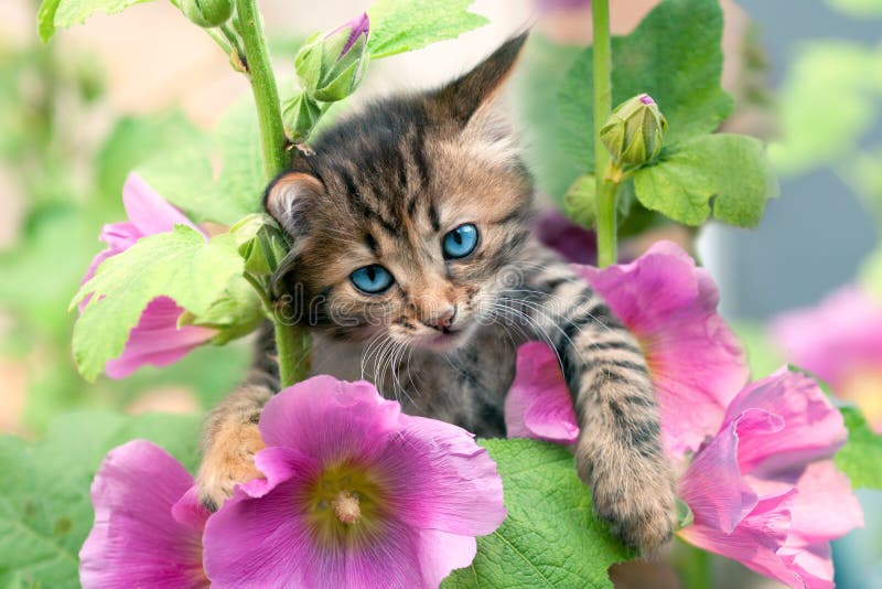 ?ittleKätzchen in Den Blumen Stockbild Bild von blau, bedeutung