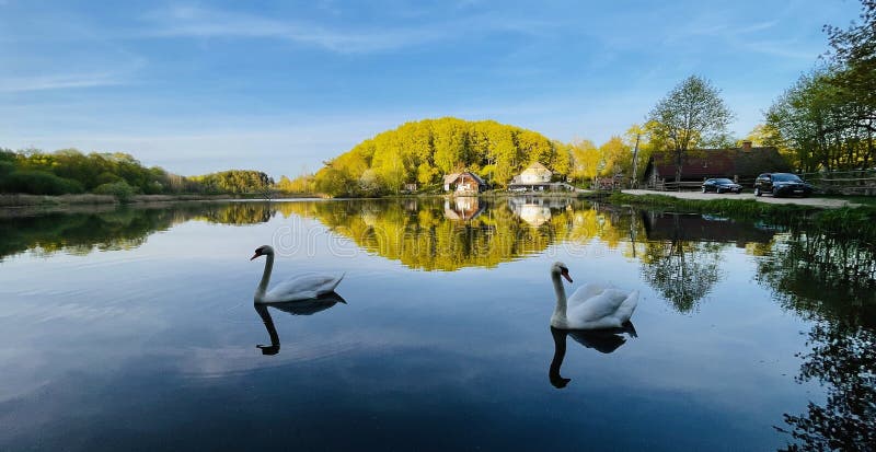 Два белых лебедя в озерном лесу и дома, отраженные на воде стоковые фото